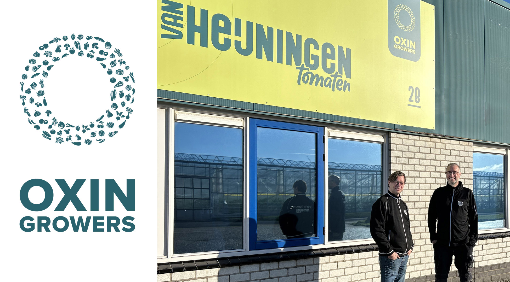 Van Heijningen tomaten partner van Oxin Growers